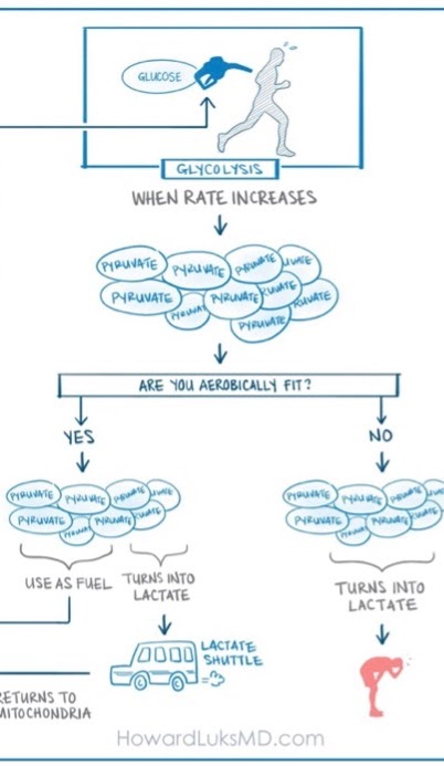 Lactate iilustration